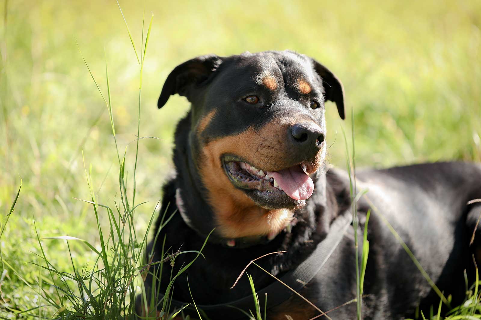 Un chien dans un champs